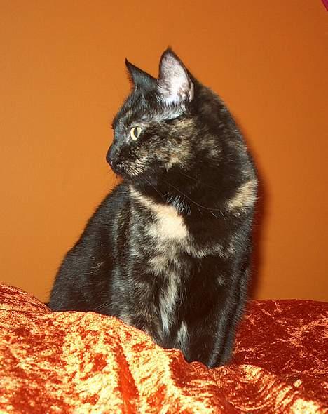 Huskat Plet billede 12