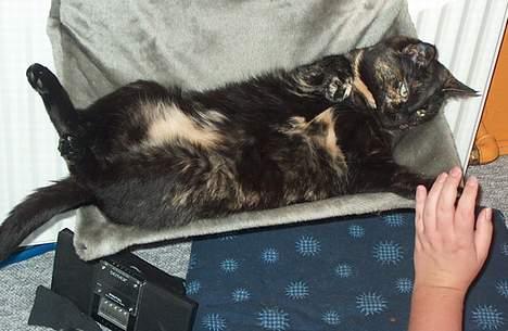 Huskat Plet billede 13