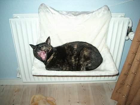 Huskat Plet billede 14