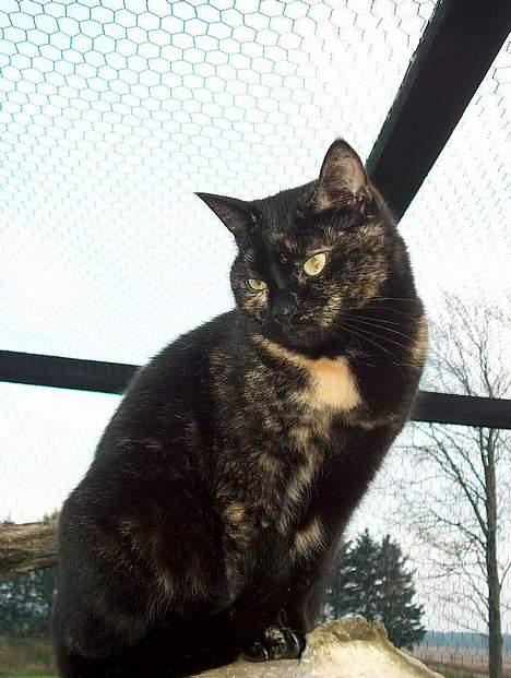 Huskat Plet billede 15