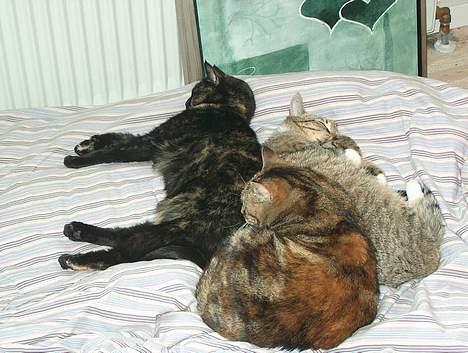 Huskat Plet billede 16