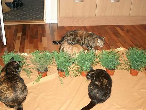 Huskat Plet billede 17