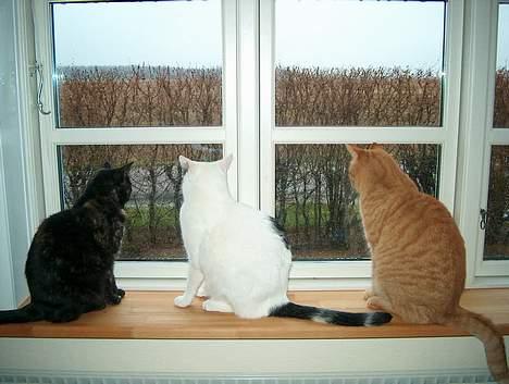 Huskat Plet billede 18