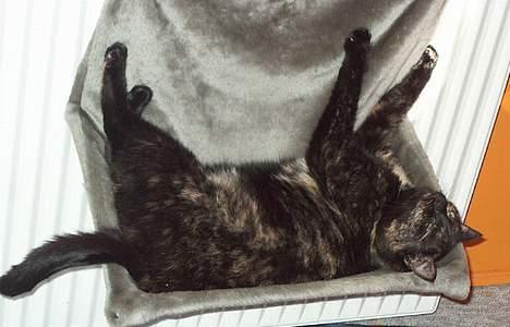 Huskat Plet billede 19