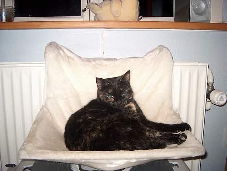 Huskat Plet billede 20