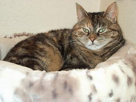 Huskat Sky billede 1