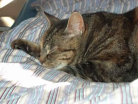 Huskat Sky billede 2