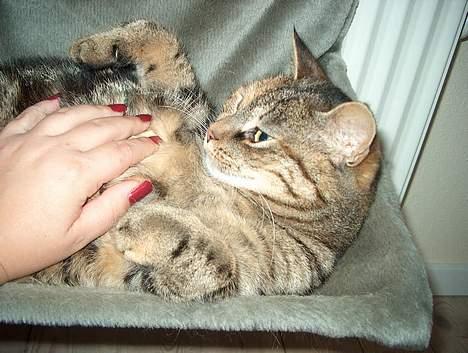 Huskat Sky billede 3