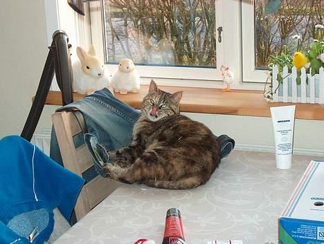 Huskat Sky billede 4