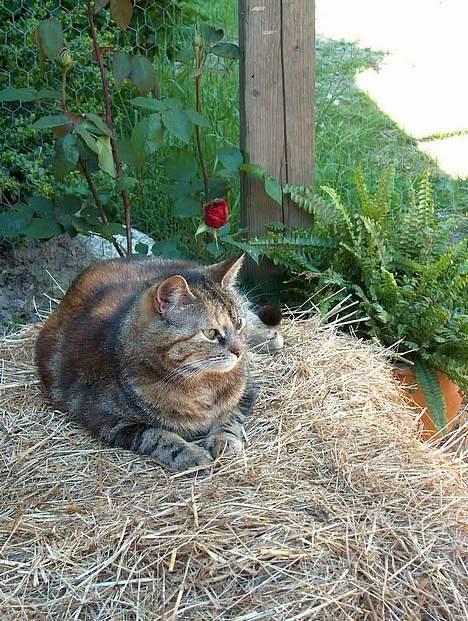 Huskat Sky billede 5