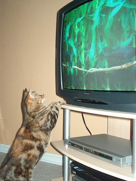 Huskat Sky billede 6