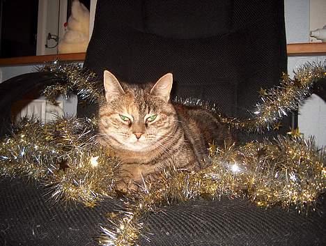 Huskat Sky billede 7