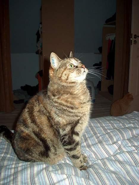 Huskat Sky billede 8