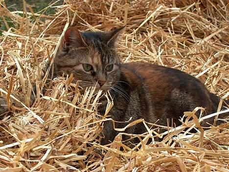 Huskat Sky billede 9