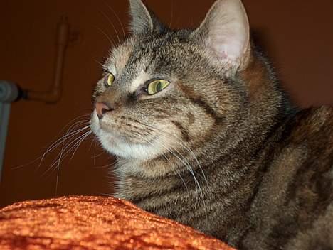 Huskat Sky billede 10