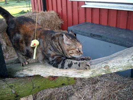 Huskat Sky billede 11