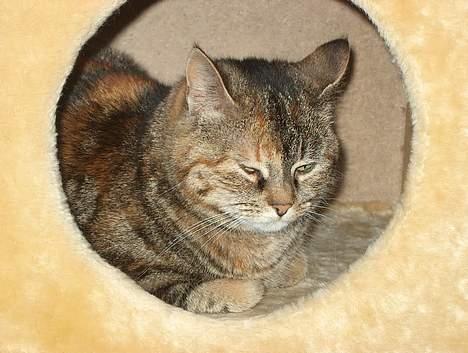 Huskat Sky billede 12