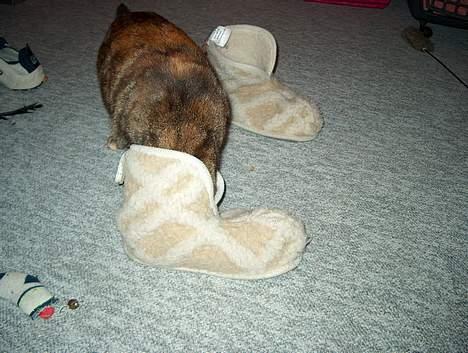 Huskat Sky billede 13