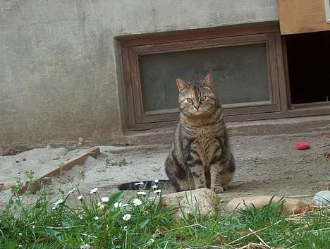 Huskat Sky billede 14