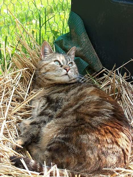 Huskat Sky billede 15