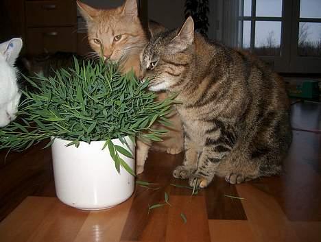 Huskat Sky billede 16