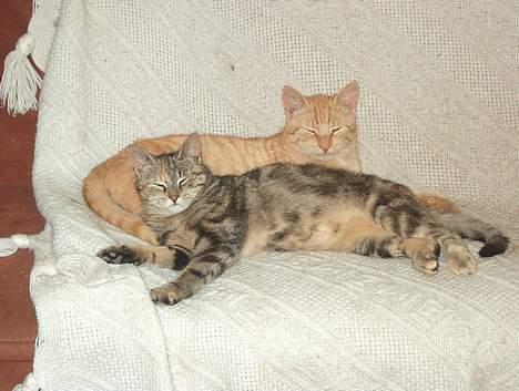 Huskat Sky billede 17