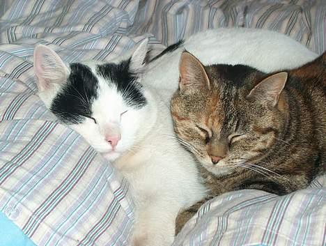 Huskat Sky billede 18