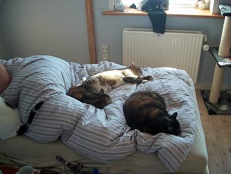 Huskat Sky billede 20