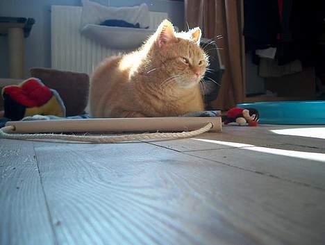 Huskat Guld billede 1