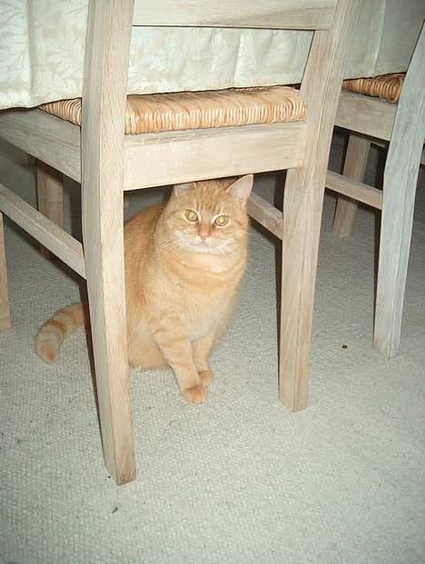 Huskat Guld billede 4