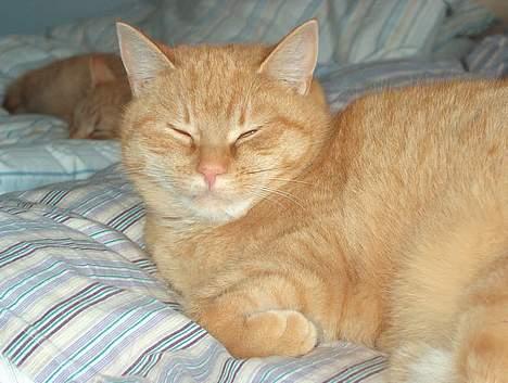 Huskat Guld billede 7