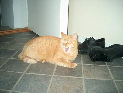 Huskat Guld billede 8