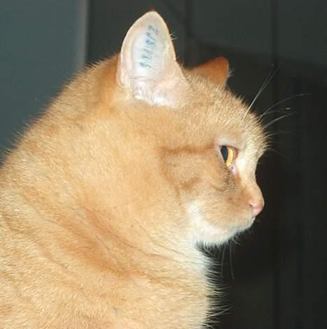 Huskat Guld billede 10