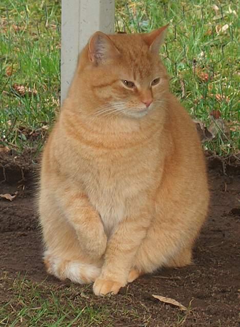 Huskat Guld billede 11