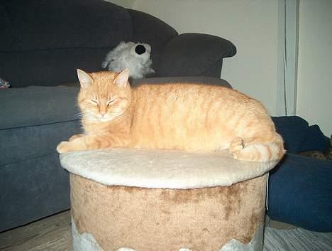 Huskat Guld billede 13