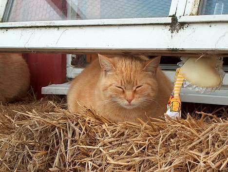 Huskat Guld billede 15