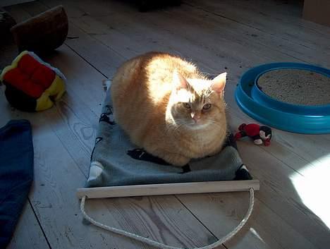 Huskat Guld billede 17