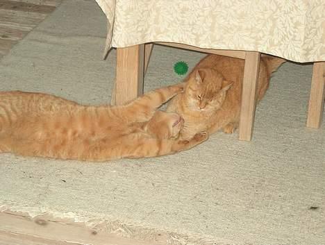 Huskat Guld billede 19