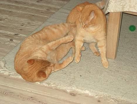 Huskat Guld billede 20