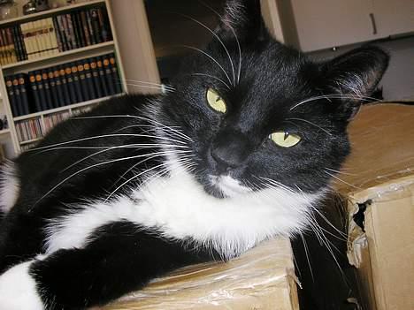 Blanding af racer Bob billede 1