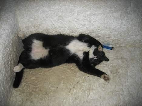 Blanding af racer Bob billede 2