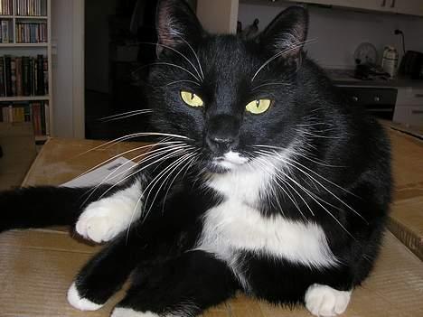 Blanding af racer Bob billede 3