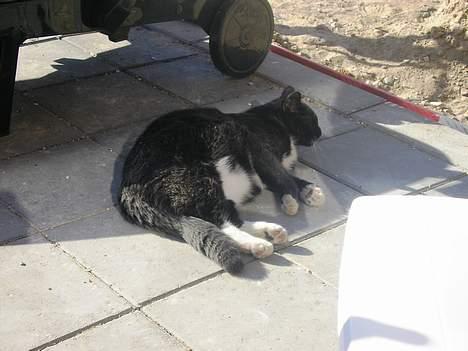 Blanding af racer Bob billede 4