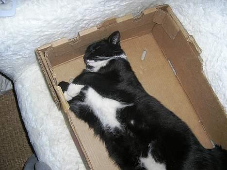 Blanding af racer Bob billede 5