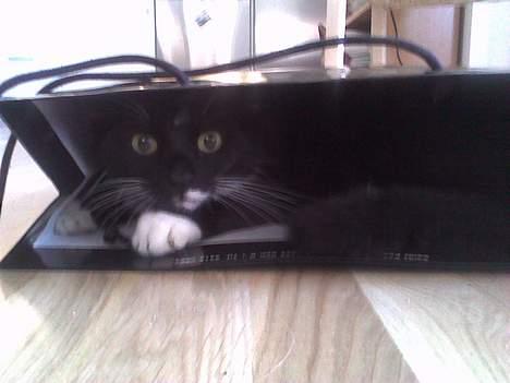 Blanding af racer Bob - Bob i en ..pose? :S billede 6