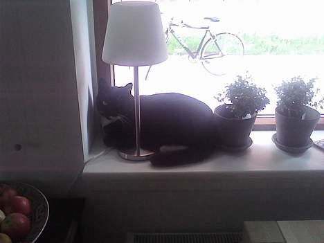 Blanding af racer Bob - Gemmer sig bag lampen.. man kan da næsten ikke se ham *G* billede 7