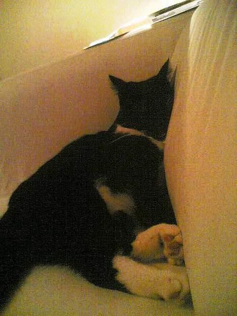 Blanding af racer Bob - Ehm.. har mast sig op i et hjørne i sofaen billede 8