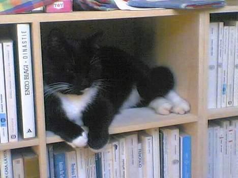 Blanding af racer Bob - i reolen :S *G* billede 9