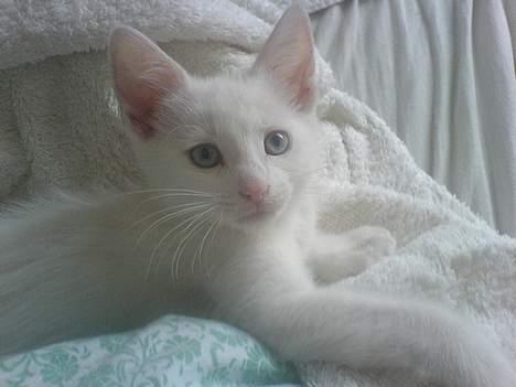 Blanding af racer NimNim R.I.P billede 2