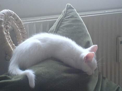 Blanding af racer NimNim R.I.P billede 3